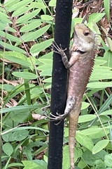 Calotes versicolor