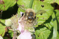 Megachile maritima