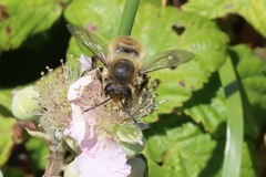 Megachile maritima