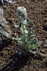 Oreocarya sobolifera