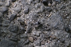 Cerambycidae