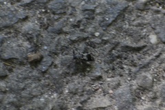 Cerambycidae