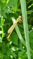 Lestes sponsa
