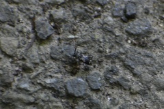 Cerambycidae