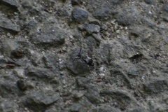 Cerambycidae