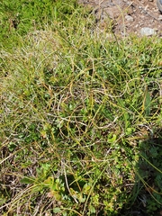 Carex curvula
