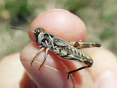 Dociostaurus brevicollis