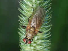 Hydrophoria lancifer