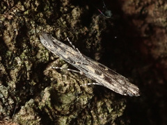 Batrachedra praeangusta