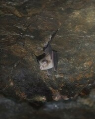 Rhinolophus pusillus