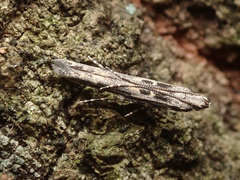 Batrachedra praeangusta