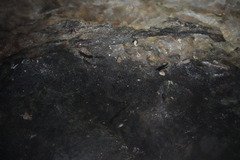 Rhinolophus pusillus