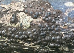 Rosellinia aquila