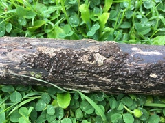 Rosellinia aquila