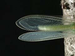 Nineta flava