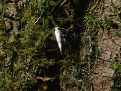 Argyresthia retinella