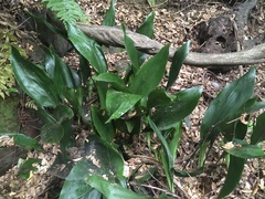 Aspidistra elatior