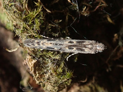 Batrachedra praeangusta