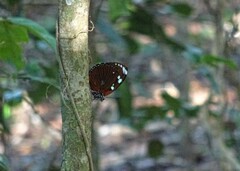 Charaxes tiberius