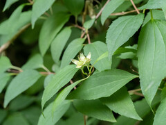 Philadelphus pekinensis