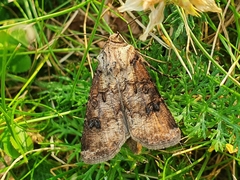 Agrotis clavis