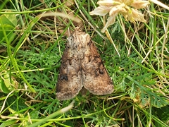 Agrotis clavis