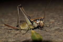 Eupholidoptera smyrnensis