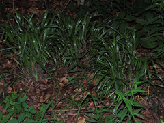 Bromus nottowayanus