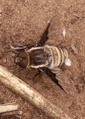 Exhyalanthrax muscarius