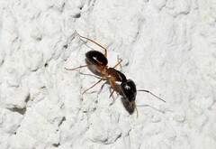 Camponotus ionius