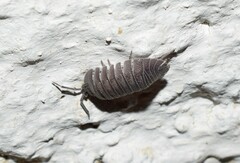Armadillidium peraccae