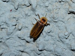 Nyctophila colorata