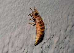 Nyctophila colorata