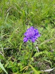 Scabiosa lachnophylla