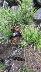 Graptopsaltria nigrofuscata