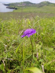 Scabiosa lachnophylla