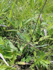 Scabiosa lachnophylla