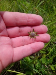 Scabiosa lachnophylla