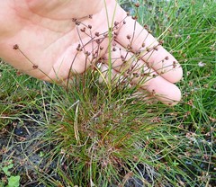 Juncus supiniformis