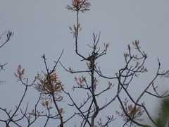 Curruca melanocephala