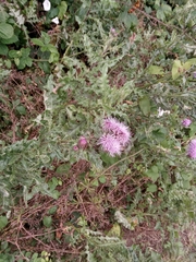 Cirsium arvense