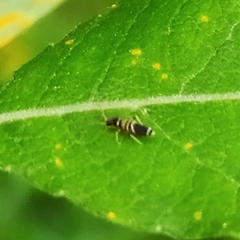 Entomobrya dorsalis