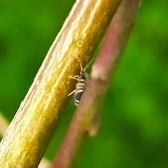 Entomobrya dorsalis