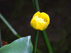 Nuphar japonica