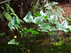 Nuphar japonica