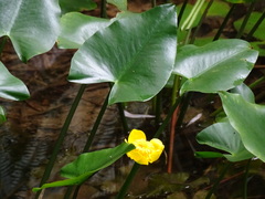 Nuphar japonica
