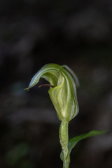 Pterostylis trullifolia