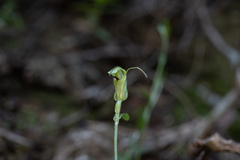 Pterostylis trullifolia