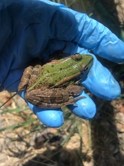 Pelophylax lessonae