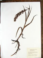 Platanthera hologlottis